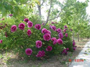 牡丹花什么时候开花 在春季的4月到5月份之间开花