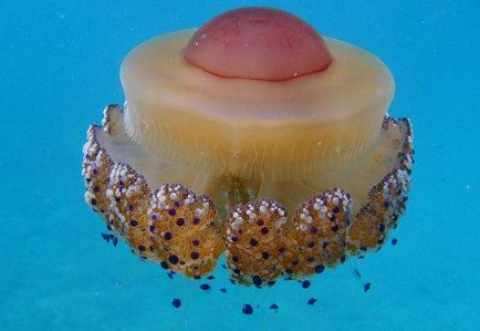 ����ˮĸ�ж��� ����ˮĸ���