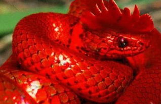 鸡冠蛇是什么蛇种 这是一种弱毒蛇