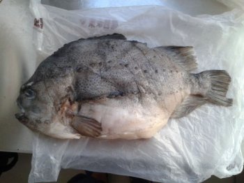 海参斑鱼什么部位有毒 任何部分都没有毒性