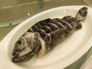 海参斑鱼什么部位有毒 任何部分都没有毒性