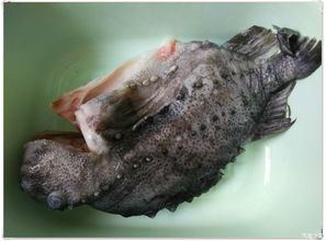 海参斑鱼什么部位有毒 任何部分都没有毒性