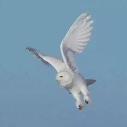 猫头鹰可以家养犯法吗 养一只猫头鹰罚款多少