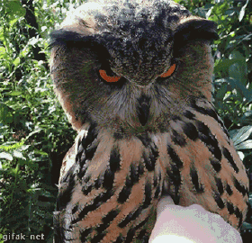 猫头鹰可以家养犯法吗 养一只猫头鹰罚款多少