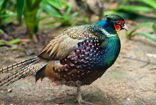 猫头鹰可以家养犯法吗 养一只猫头鹰罚款多少