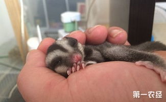 蜜袋鼯怎么读 是一种有袋动物