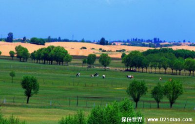 毛乌素沙漠治理现状 即将消失的大沙漠