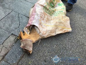 黄麂是国家保护动物吗 国家一级保护动物