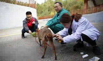 黄麂是国家保护动物吗 国家一级保护动物