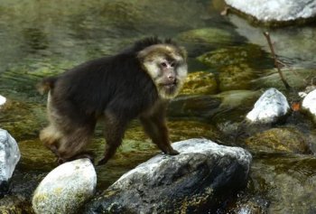 黄麂是国家保护动物吗 国家一级保护动物