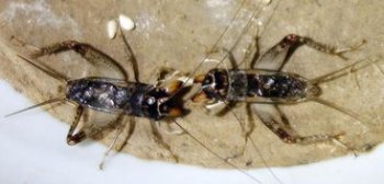 ���л���� Ӳ���������ܷɼ�ʮ�׸�