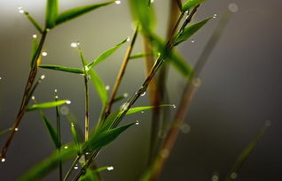 �ž黨Ϊʲô�ǽ��� ��ֻ��һ������