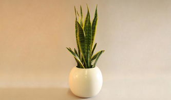 �ž黨Ϊʲô�ǽ��� ��ֻ��һ������