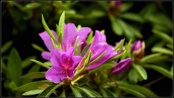 �ž黨Ϊʲô�ǽ��� ��ֻ��һ������