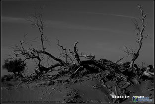 ������ǧ�꾫����ʲô ˵���ǡ�����һǧ�ꡱ