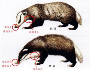 闰土里的猹是什么动物 鲁迅先生捏造的(类似狗獾)