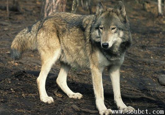 西伯利亚平原狼 体型最大的狼有多大
