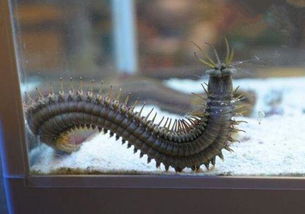 �����س�������ʲô һ�ֿ����ں��в�ʳ����ĳ���