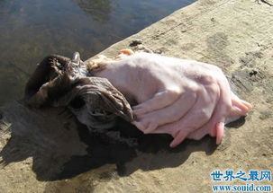 �㶫ˮ��ץ��һֻŮ�� ������˰��ʮ�ֿ���