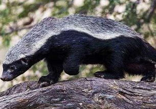 蜜獾怎么读 世界上最无所畏惧的动物学名Mellivoracapensis