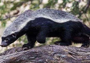 �����ô�� ������������η��Ķ���ѧ��Mellivoracapensis