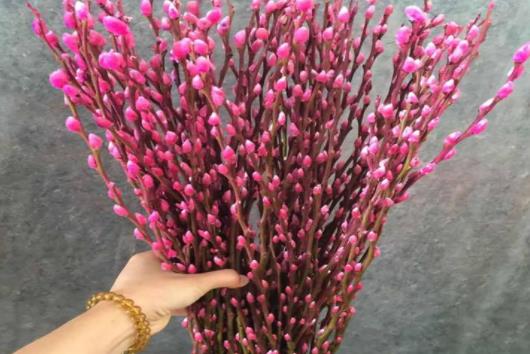 银柳是干养还是水培 当干花一样养可以观赏一年