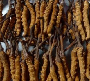 �����Ĳ�һ�Ŷ��� �ش�����ƽ��һ��0.6������