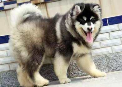 ����˹��Ȯ����Ǯһֻ һ�㶼��1000Ԫ��3000Ԫ֮��