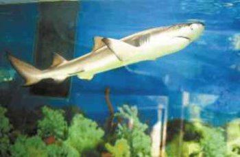 �����賤ʲô�� ������Ϊʲô��������