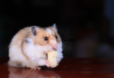 ��˿����ǰ���� ��ǰ������Ҫ�������ļ�������