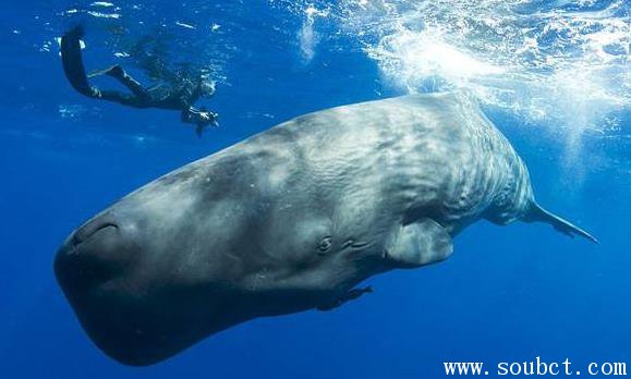 巨头鲸的游泳速度有多快 游泳速度最