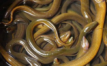 �����Ǵ���ͬ���� ����Ϊ���Ժ��ڻ�ת����