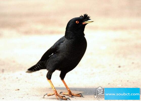 具体怎样教八哥说话 耐心是必不可少的