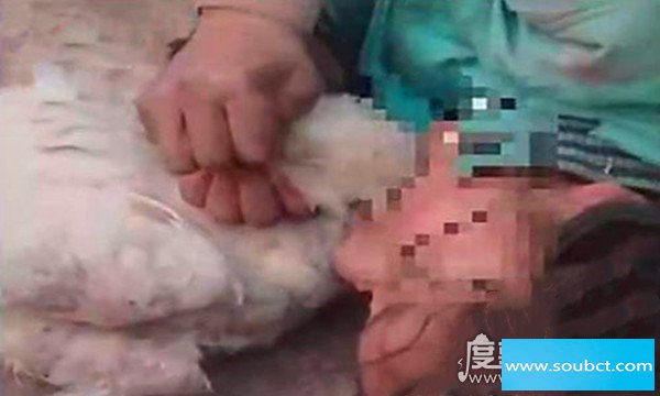 13岁蛇女真相揭秘 身上到底发生了什么呢