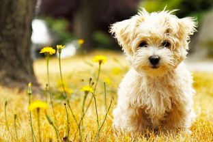 ����ΪʲôͻȻ�д�ʭ �п������������Ⱦ�ϴ�ʭ