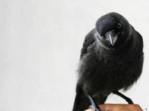 ��ѻ��Ⱥ���ʲôԤ�� �Ⲣ����ζ��ʲô