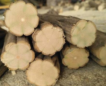 降龙木是什么树 降龙木的功效与作用