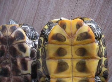 �ݹ���ô�ֹ�ĸͼ�� ��һ���������ǿ��ݹ�йֳ��