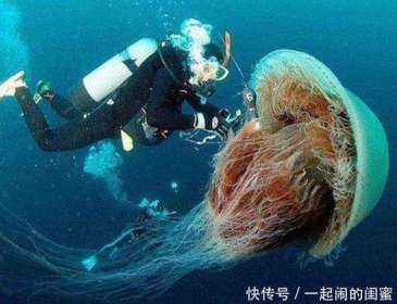 ����������ˮĸ��ʲôˮĸ �Ǳ���ϼˮĸ