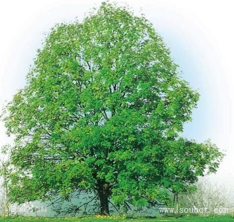 ���������������� ��������������ʮ��