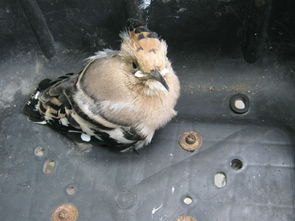 ������ʤ��ʲô��ͷ �Ŵ�������������ʤ���ʫ