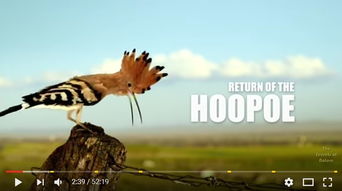 ������ʤ��ʲô��ͷ �Ŵ�������������ʤ���ʫ