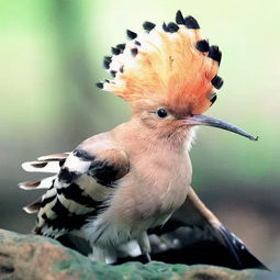 ������ʤ��ʲô��ͷ �Ŵ�������������ʤ���ʫ