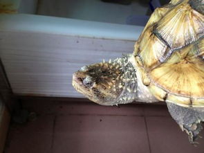 ��������ô���ű��� ιС��Ϻͷ���Ļ�