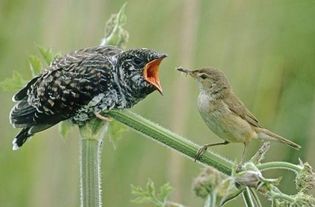 �ž���Ϊʲô������ ��Ҫԭ���Ƕž鲻��ѧϰ��Щ����