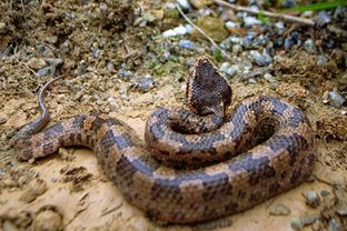 �岽�ߺ��������ĸ��� �����߸���һЩ