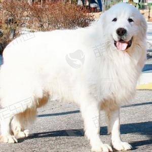 �����ȮΪʲô���� ���ͱȽϴ󹥻��ԱȽ�ǿ