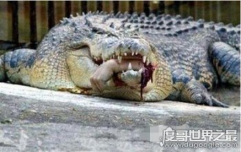 鳄鱼吃人的图片 国外的鳄鱼真吃人