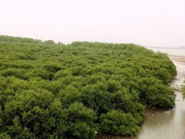 红树林在中国分布的最北地带是 为什么是湿地生态系统