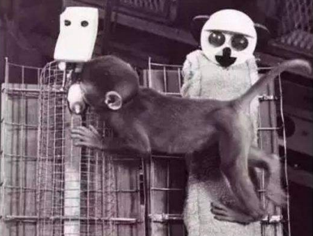 恒河猴实验是谁设计的 恒河猴实验证明了什么